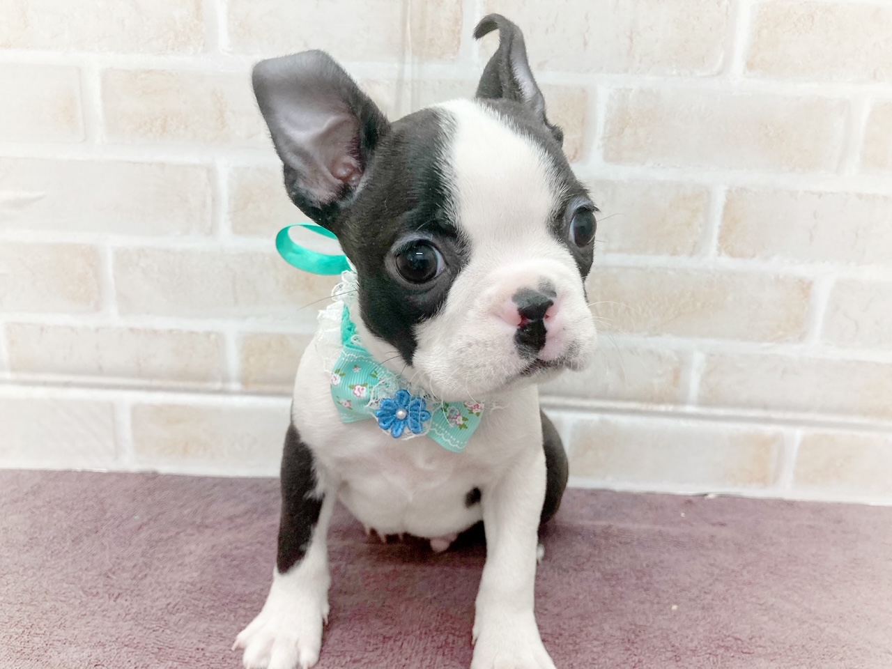 ボストン・テリア｜ペット検索｜ペット大好き！